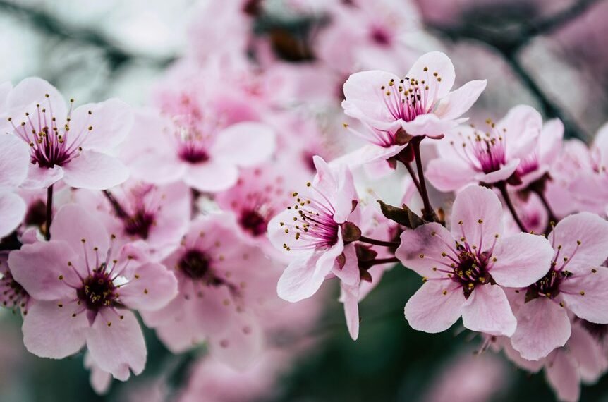 website growth seo authority